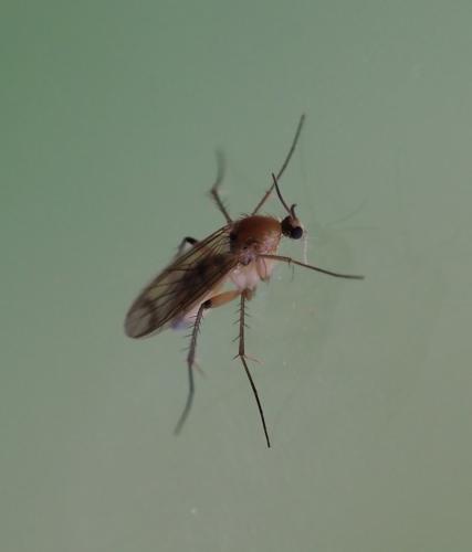 Leia sp.